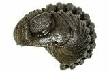 Wide, Enrolled Pedinopariops Trilobite - Excellent Eyes #347745-2